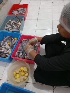 Pembersihan Ikan lele