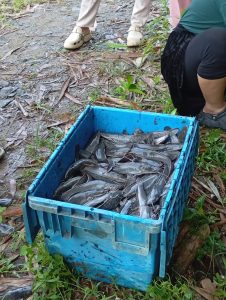Tumpukan ikan lele