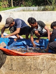 Pengangkatan ikan lele